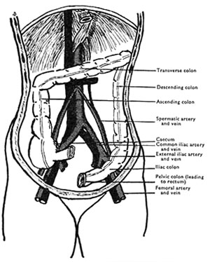 Spermatic Vein